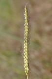 Hordeum bulbosum