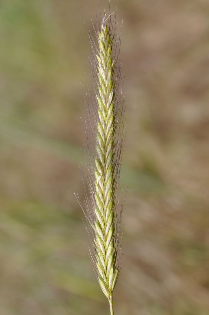 Изображение особи Hordeum bulbosum.