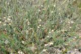 Silene thymifolia