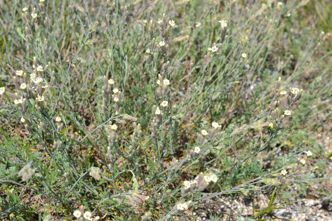 Изображение особи Silene thymifolia.