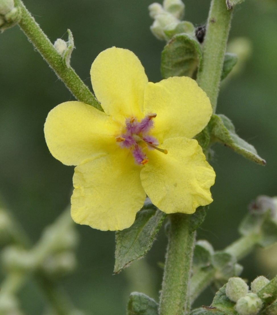 Изображение особи Verbascum chaixii.