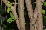 Wrightia antidysenterica