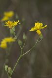 Crepis