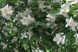 Philadelphus tenuifolius