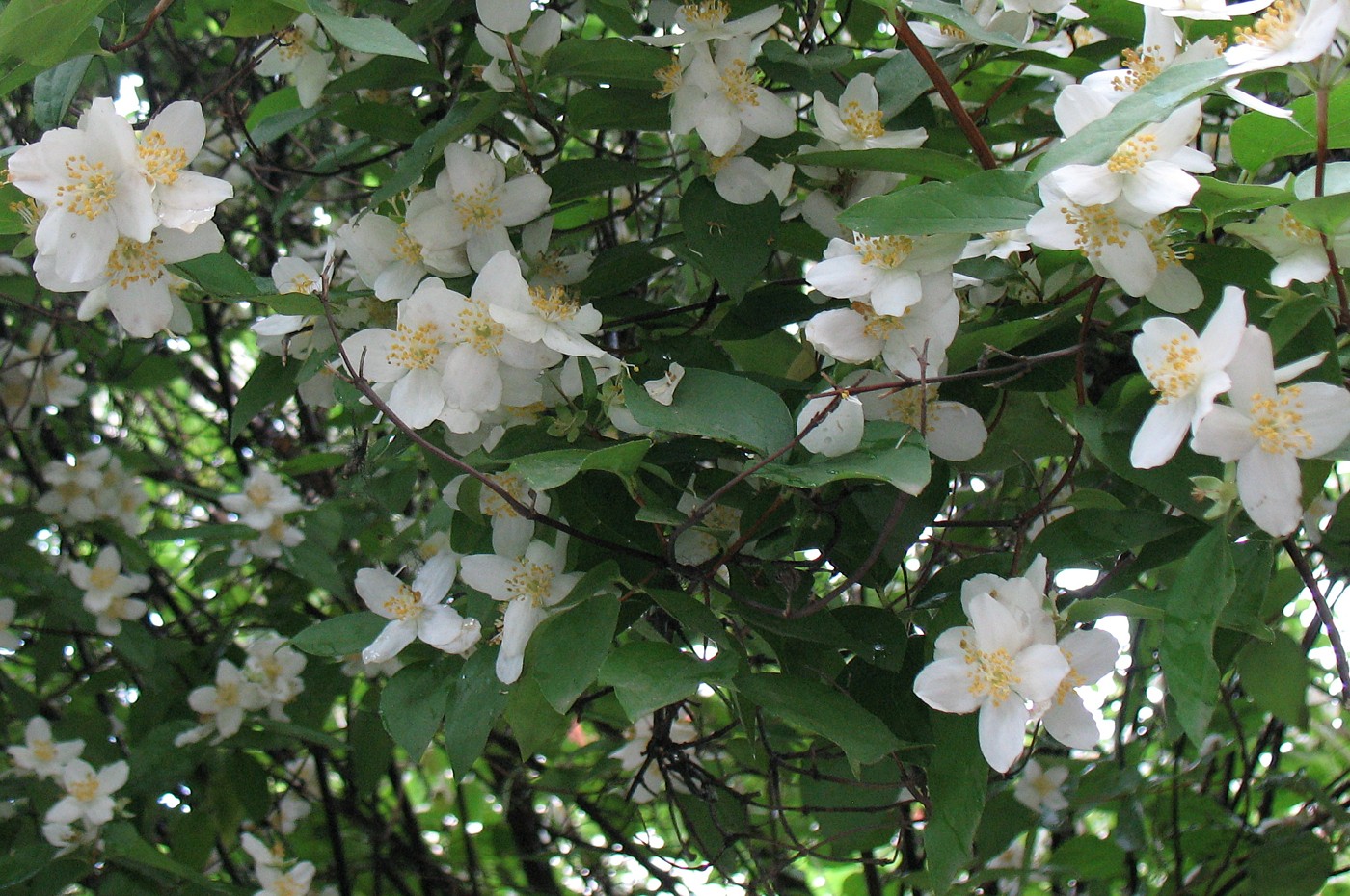 Image of Philadelphus tenuifolius specimen.