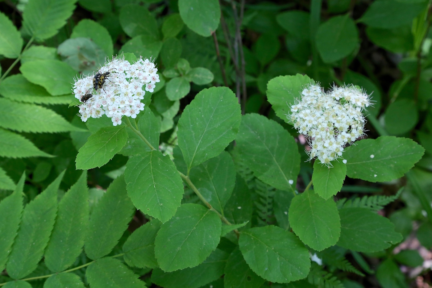 Изображение особи Spiraea betulifolia.