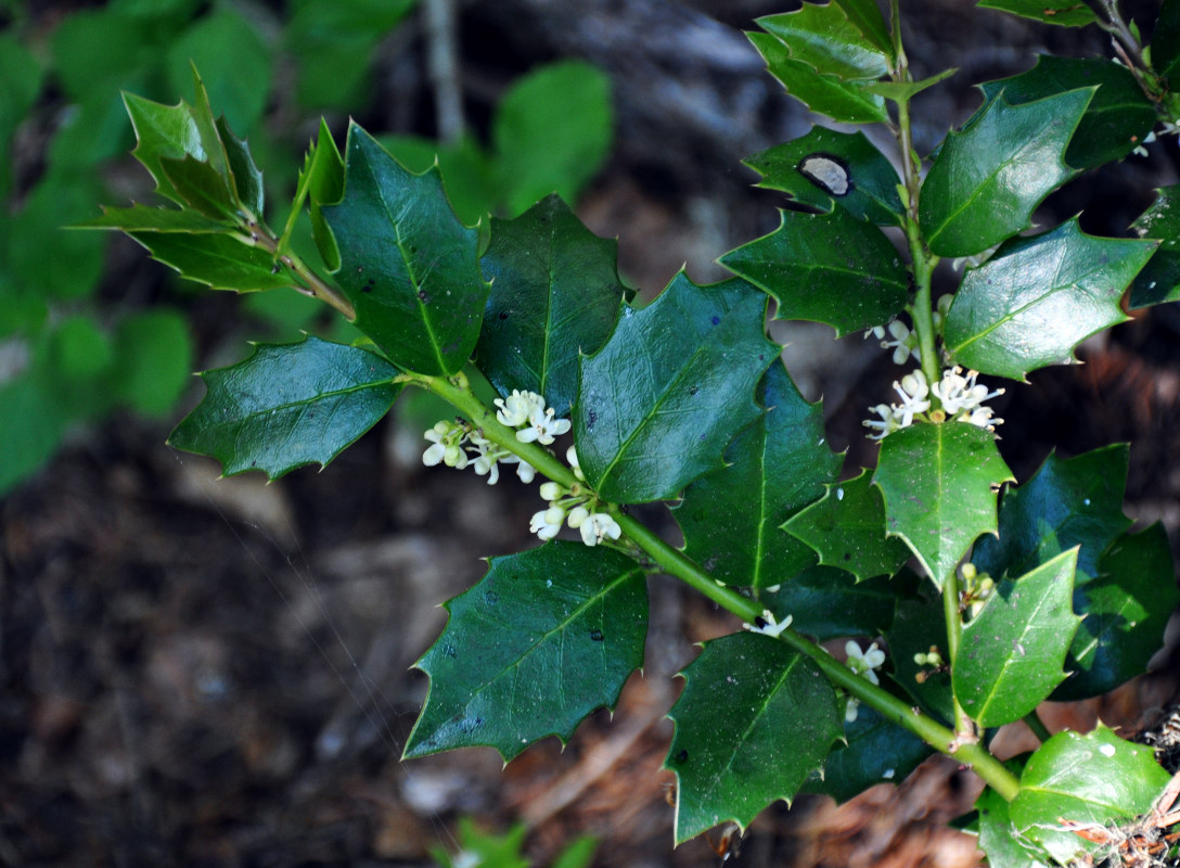 Image of Ilex colchica specimen.