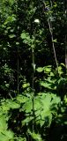 Knautia involucrata