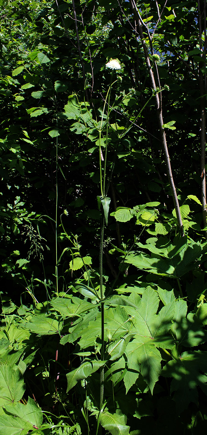 Image of Knautia involucrata specimen.
