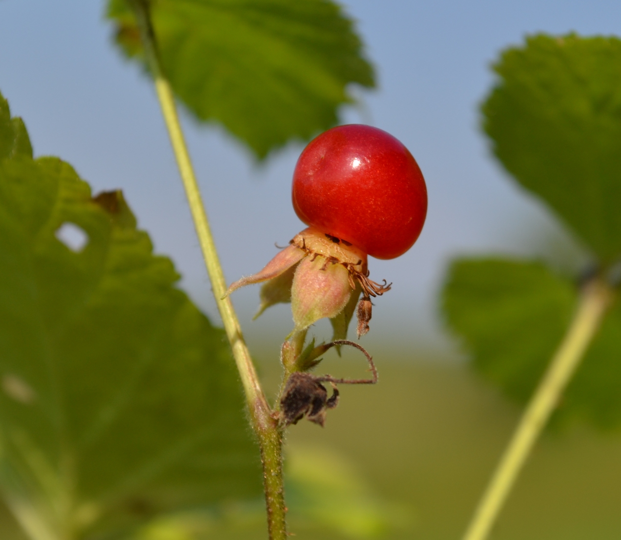 Image of Rubus saxatilis specimen.