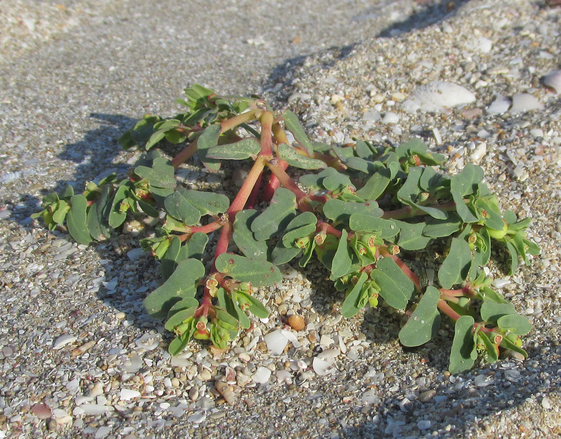 Изображение особи Euphorbia peplis.