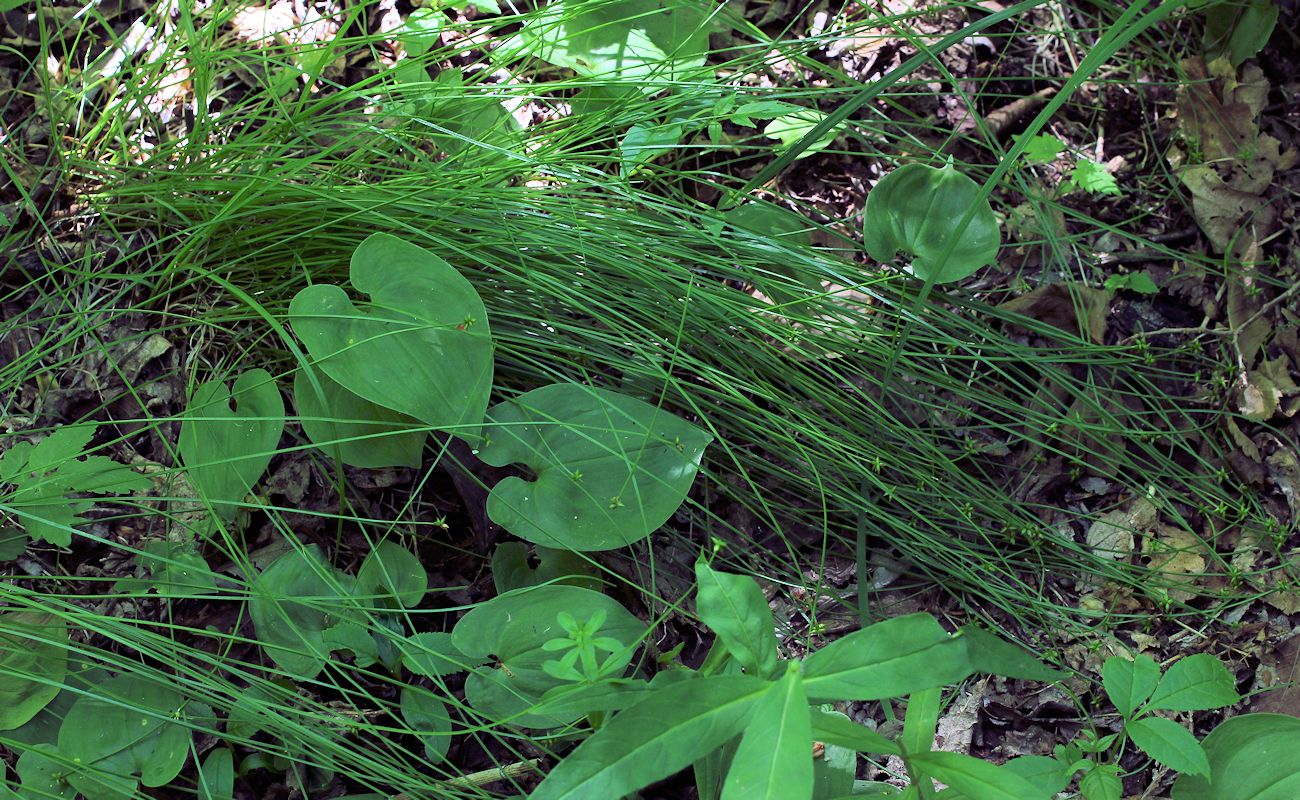 Image of Carex capituliformis specimen.