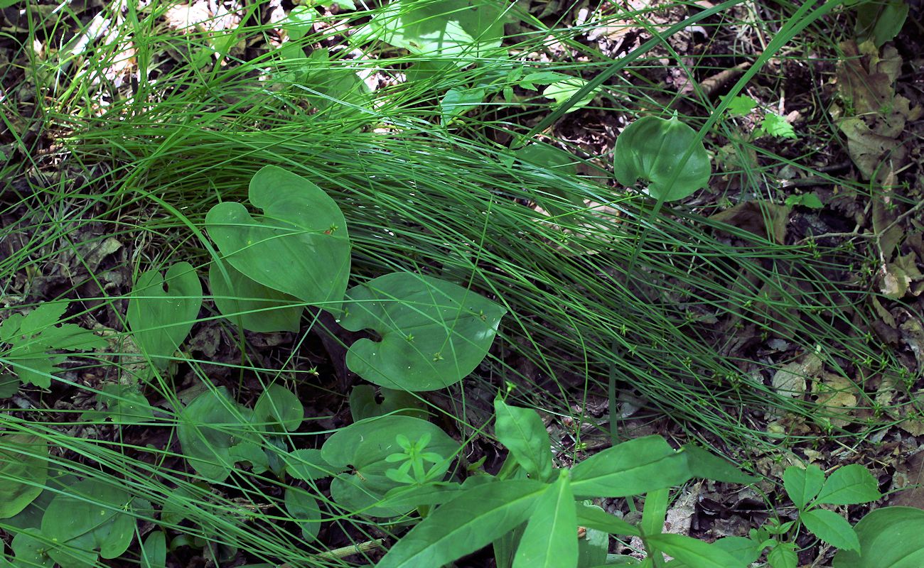 Изображение особи Carex capituliformis.