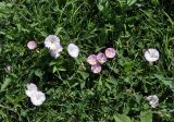 Convolvulus arvensis. Побеги с цветками. Узбекистан, Самарканд, на газоне. 07.08.2017.