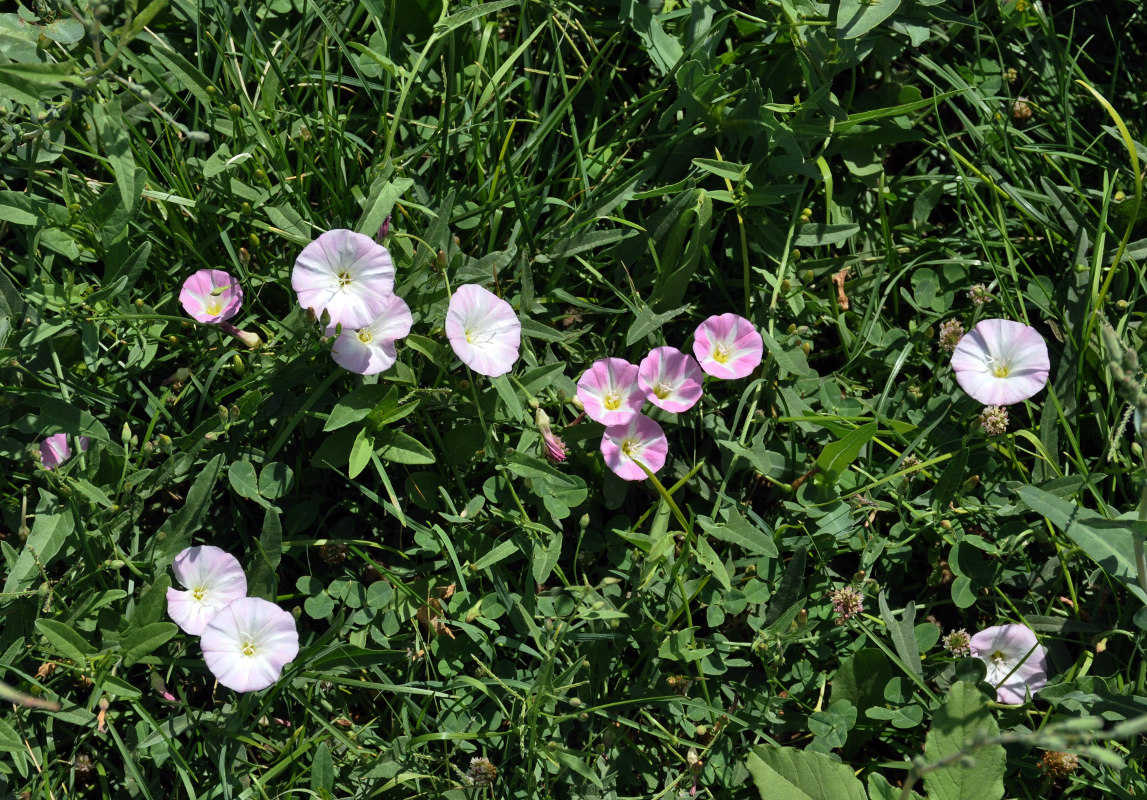 Изображение особи Convolvulus arvensis.