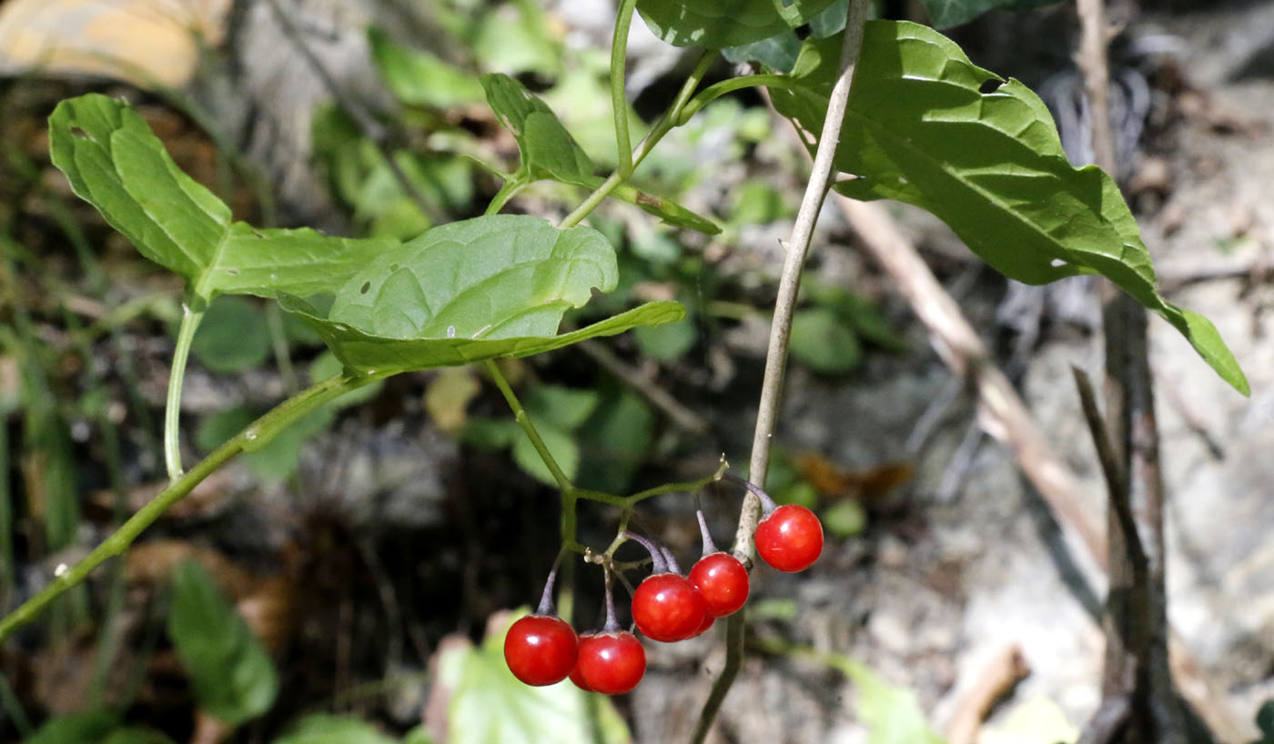 Изображение особи Solanum dulcamara.