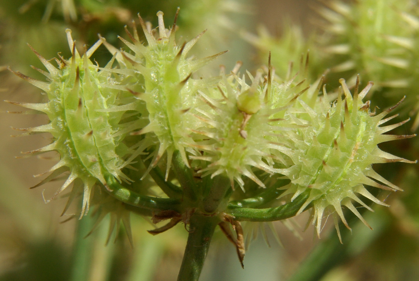 Image of Astrodaucus littoralis specimen.