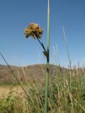 Juncus inflexus. Верхушка плодоносящего (?) растения. Южный Казахстан, Сырдарьинский Каратау, горы Улькунбурултау, ≈ 700 м н.у.м., у солоноватого родника Карабастау. 1 сентября 2017 г.