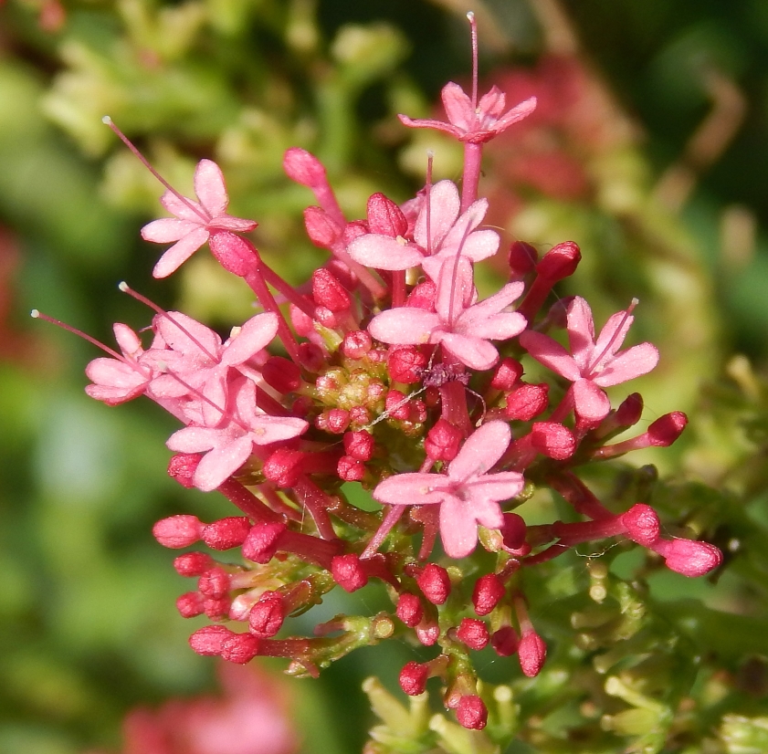 Image of Centranthus ruber specimen.