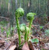 Matteuccia struthiopteris