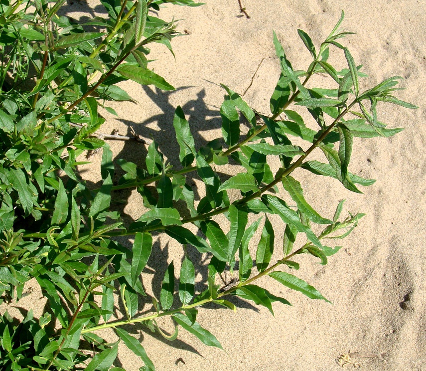 Image of genus Salix specimen.