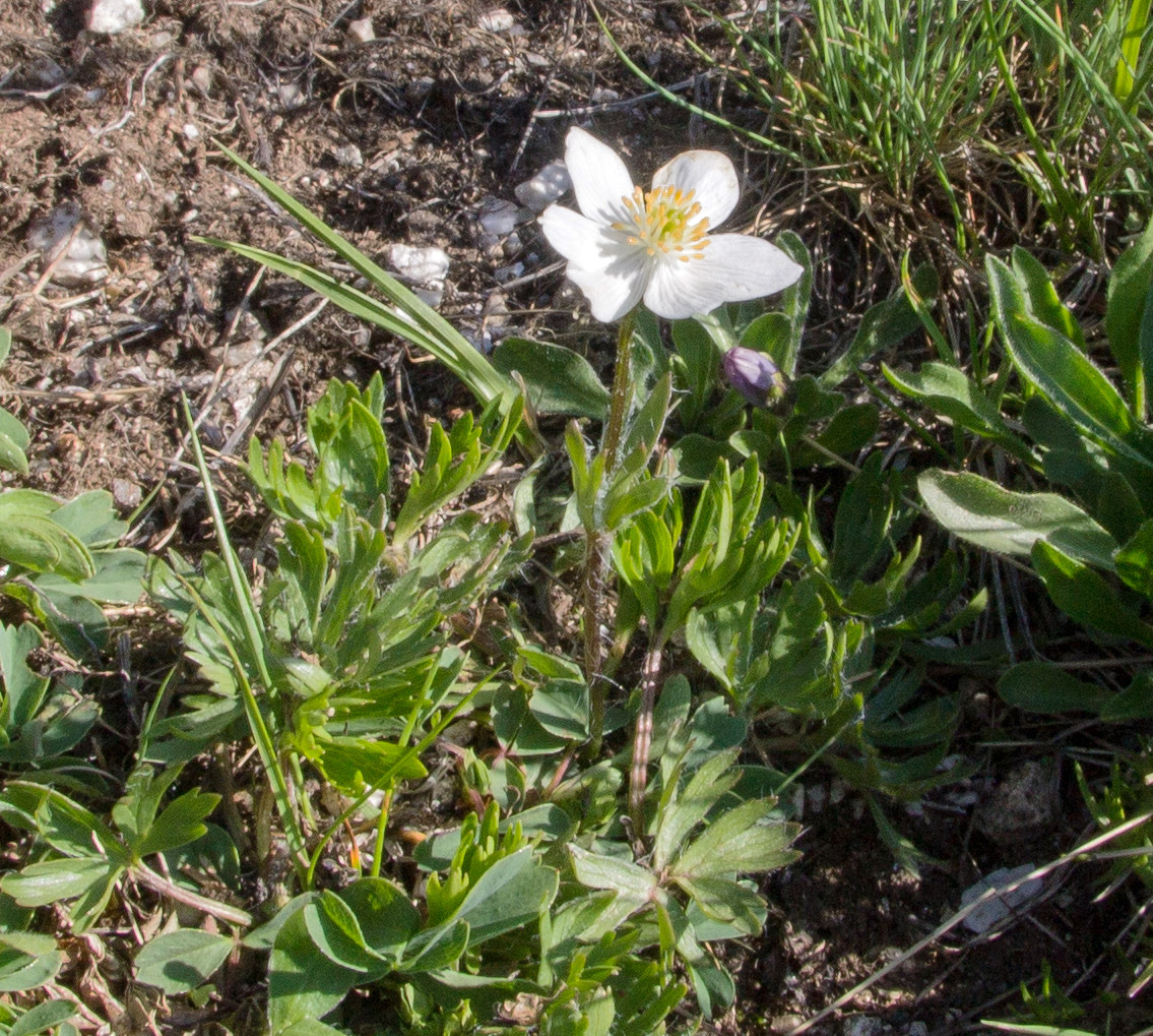 Изображение особи Anemonastrum speciosum.