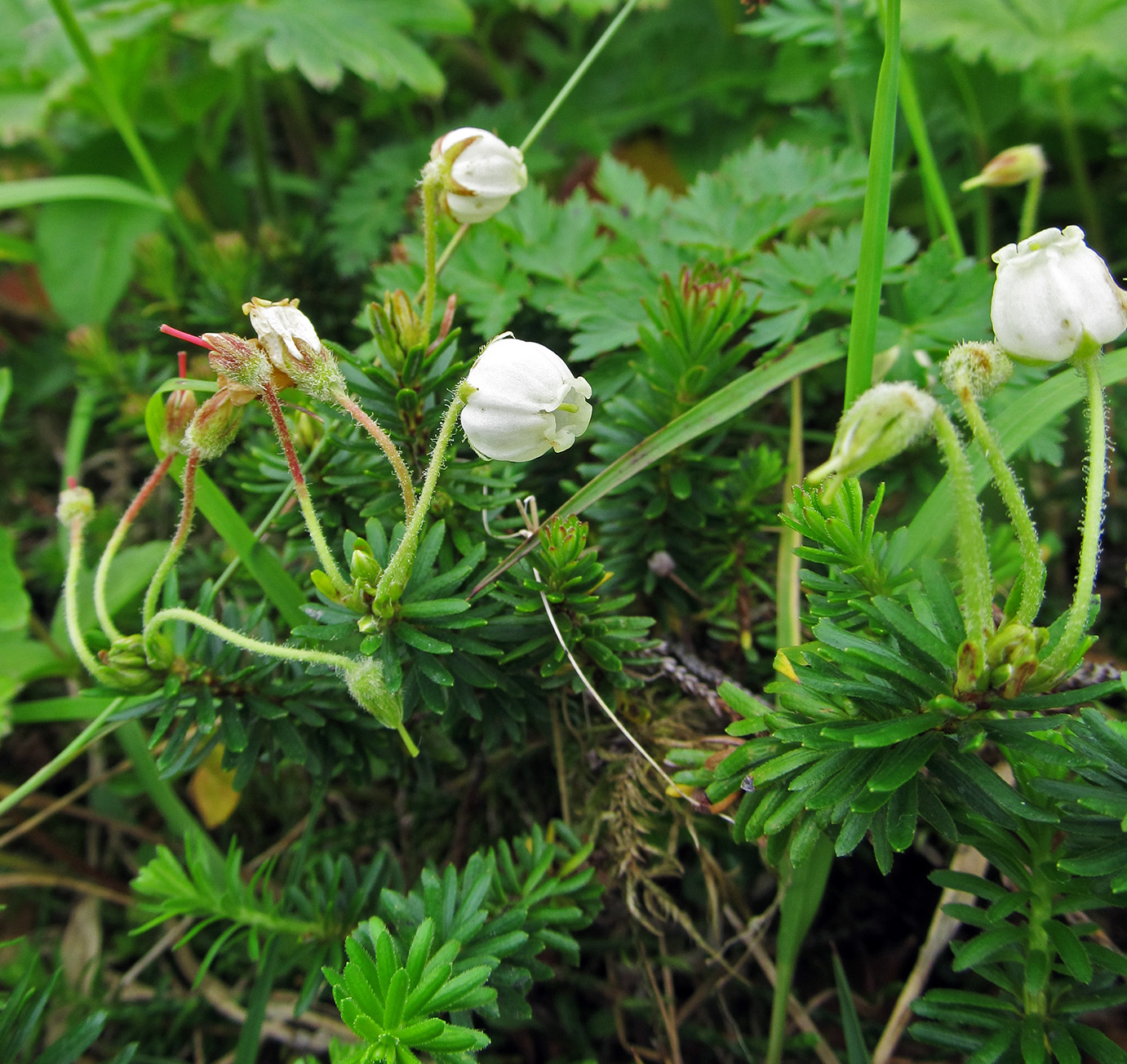 Изображение особи Phyllodoce aleutica.