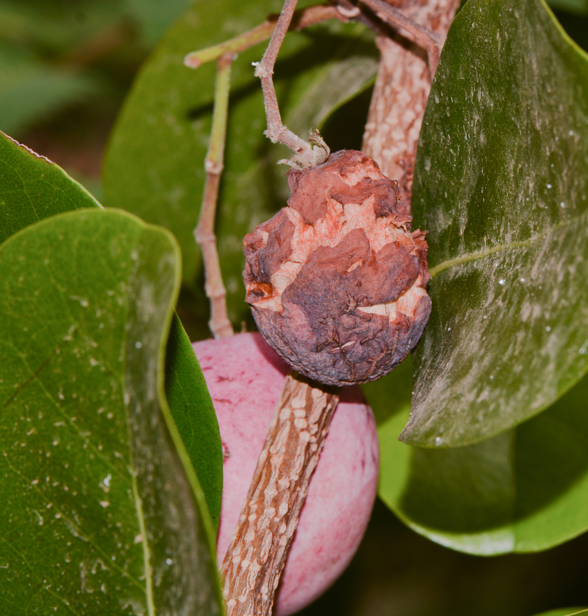 Image of Chrysobalanus icaco specimen.