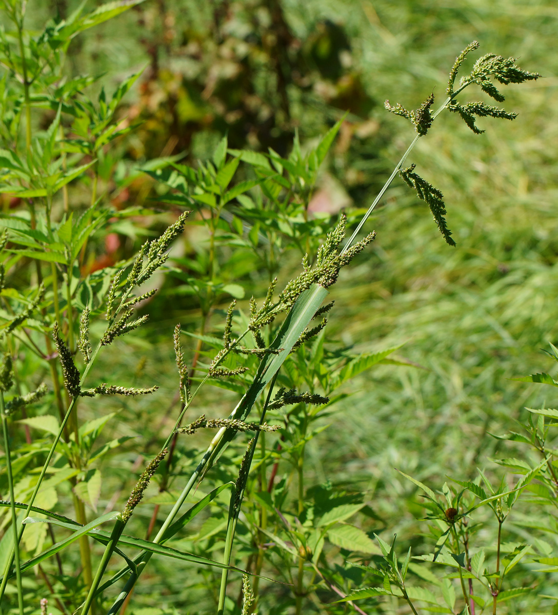 Изображение особи Echinochloa crus-galli.