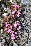 Douglasia ochotensis