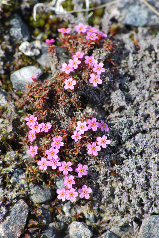 Изображение особи Douglasia ochotensis.