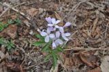 Cardamine quinquefolia. Цветущее растение. Азербайджан, Гахский р-н, долина реки Кумчай выше с. Гум (Кум), овраг в лесу. 8 апреля 2017 г.