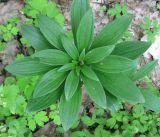 Lilium martagon. Отрастающее после зимовки взрослое растение (вид сверху). Украина, Киев, заказник \"Лесники\", впадина на боровой террасе Днепра. 9 мая 2010 г.