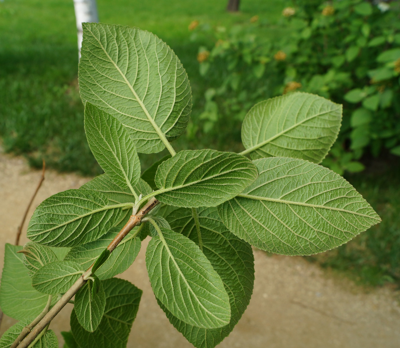 Image of Viburnum lantana specimen.