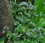 Sanicula orthacantha. Цветущее растение. Китай, провинция Хунань, городской округ Чжанцзяцзе, национальный парк Чжанцзяцзе, долина ручья Золотой Кнут. 31.03.2015.