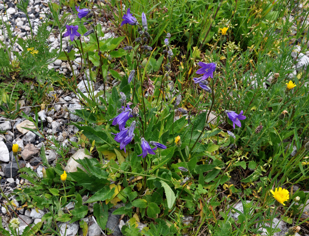 Изображение особи Campanula collina.