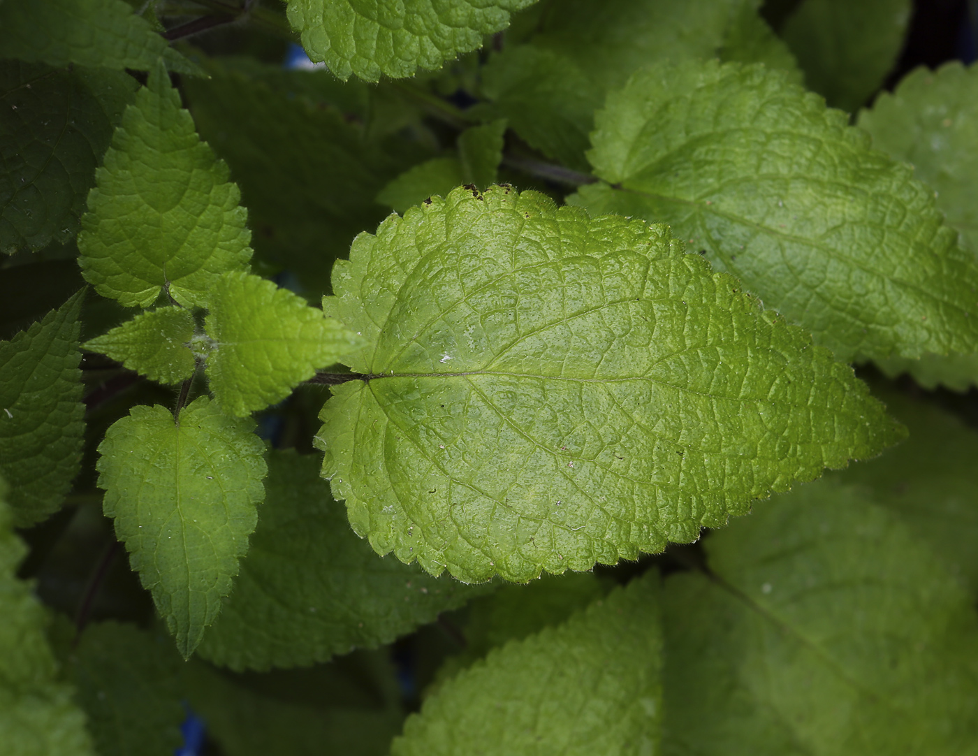 Image of Stachys sylvatica specimen.