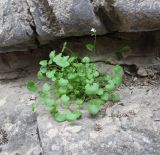 Graellsia saxifragifolia
