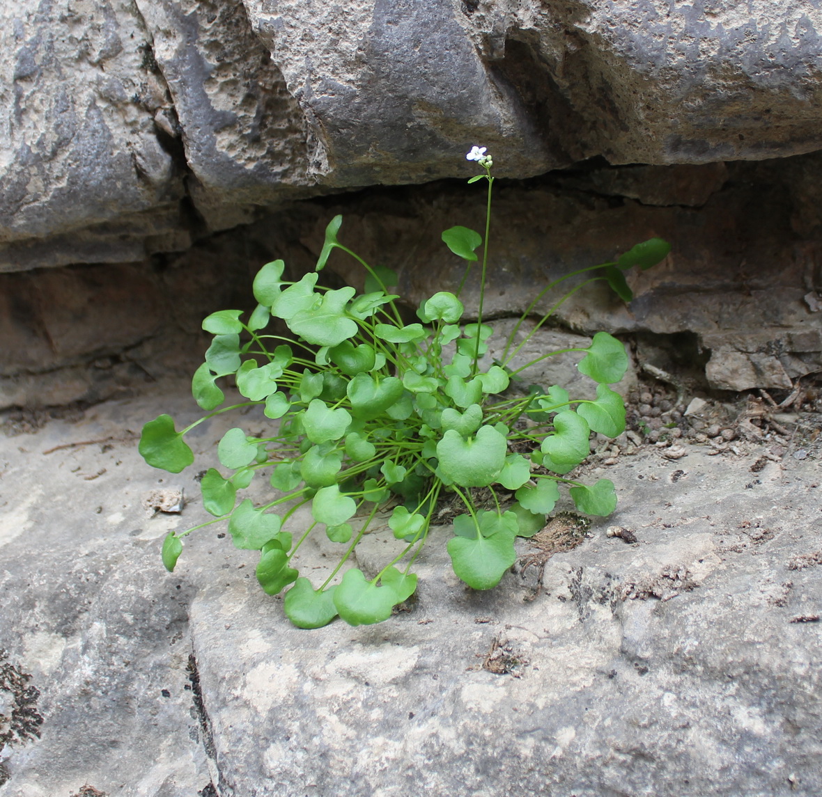 Изображение особи Graellsia saxifragifolia.