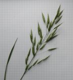 Bromus arvensis