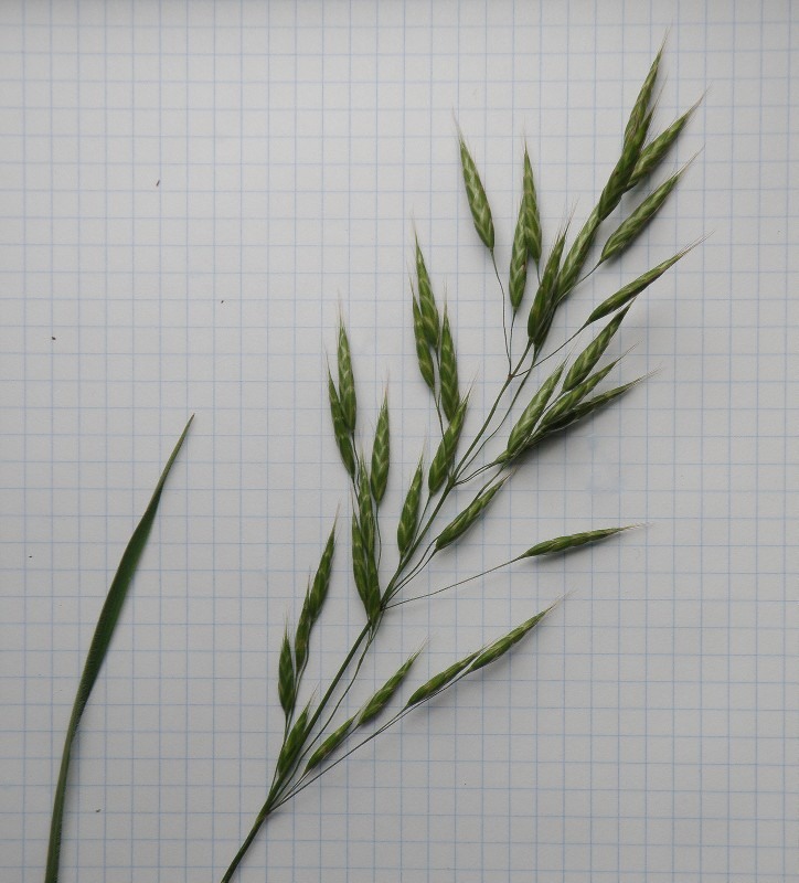 Image of Bromus arvensis specimen.