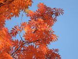 Sorbus sibirica