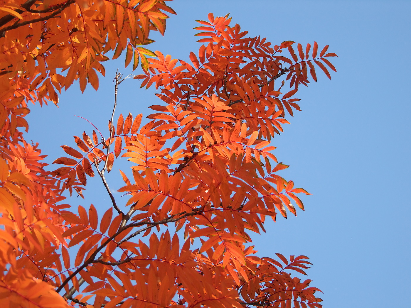Image of Sorbus sibirica specimen.