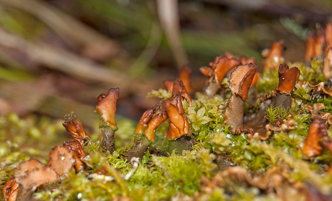 Image of genus Peltigera specimen.