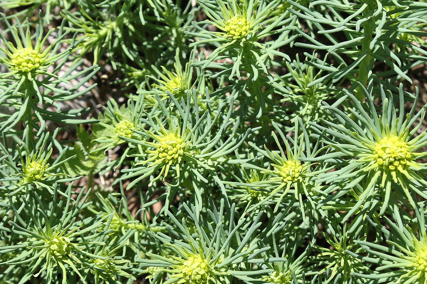 Изображение особи Euphorbia cyparissias.