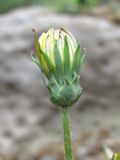 Taraxacum confusum. Верхушка побега с соцветием. Дагестан, Унцукульский р-н, долина Ирганайского вдхр., ок. 700 м н.у.м., каменистое место. 11.05.2018.