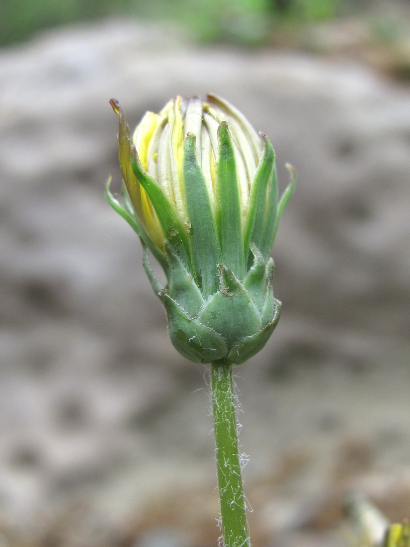 Изображение особи Taraxacum confusum.