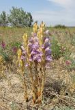 Phelipanche arenaria. Цветущие и зацветающие растения (паразитируют на Artemisia arenaria). Крым, Сакский р-н, окр. с. Молочное, пересыпь оз. Солёное, среди псаммофитной растительности. 26 мая 2018 г.