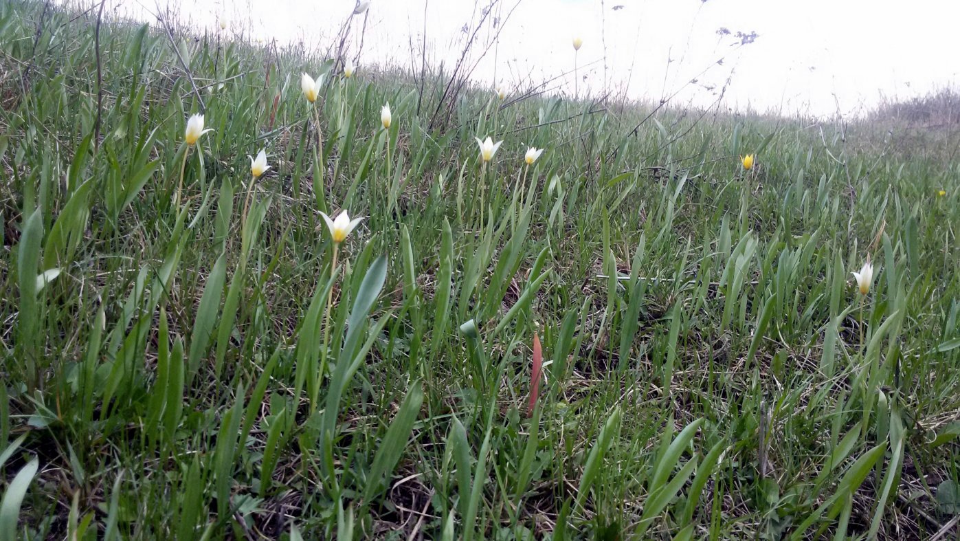 Изображение особи Tulipa biebersteiniana.