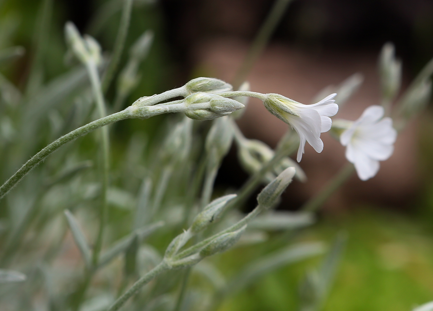 Image of Cerastium argenteum specimen.